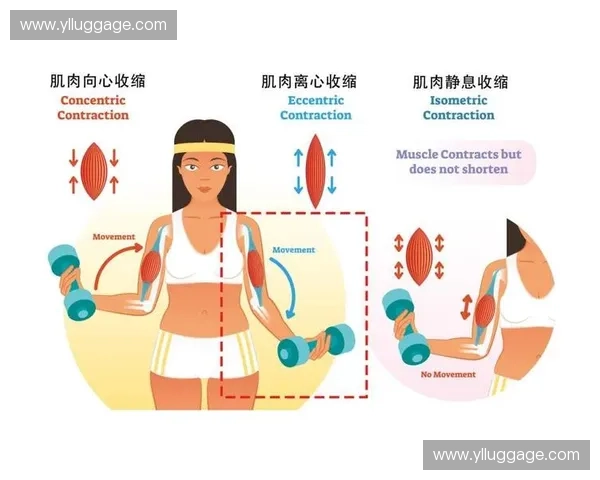 肌群激活训练策略全解析助力力量与耐力全面提升